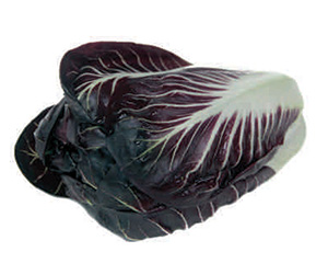 radicchio treviso